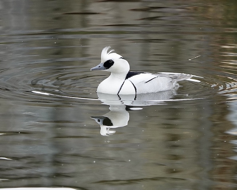 smew